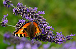 Admiral-Lavendel.jpg 