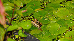 Frosch---Kopie---Kopie.jpg 