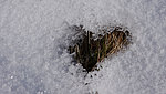 HerzimSchnee.jpg 
