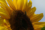 Sonnenblume-mit-Biene3---Kopie.jpg 