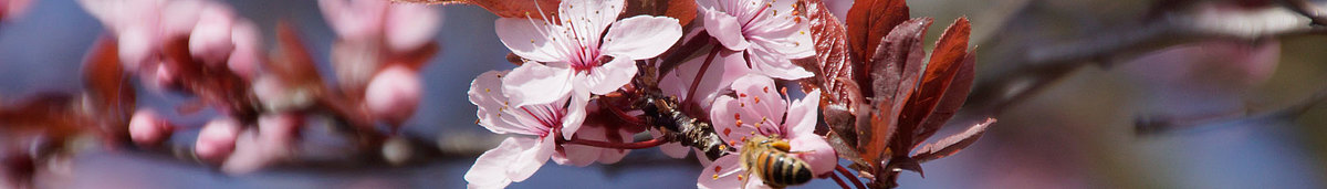 wildpflaume_mit_biene1.jpg 