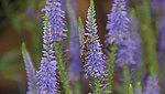 Biene-Lavendel---Kopie---Kopie.jpg 